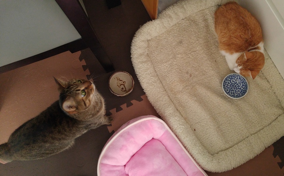 ソララが食べた!_b0019674_11254772.jpg