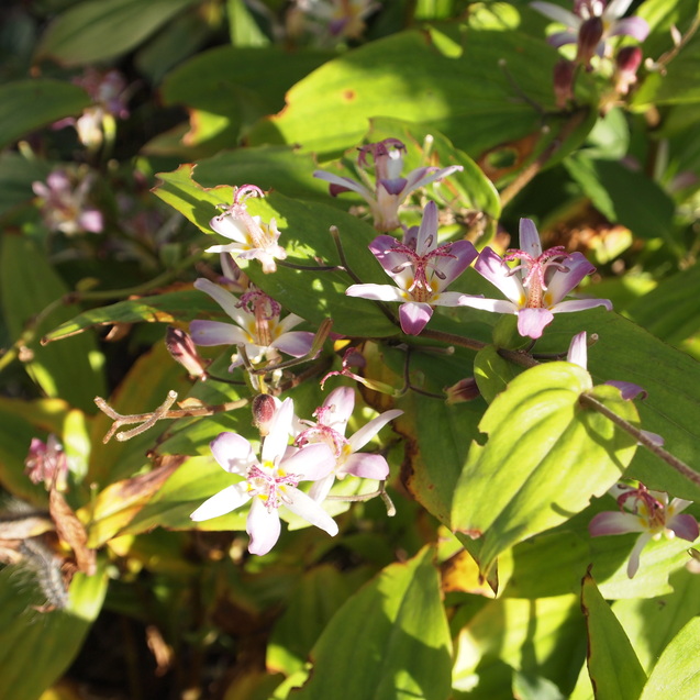 秋のお花が満開_a0292194_16115614.jpg