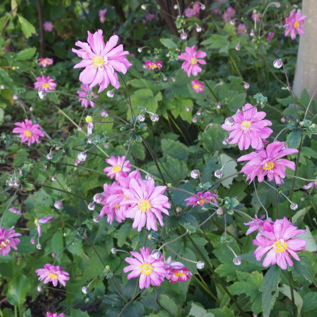 秋のお花が満開_a0292194_1692639.jpg