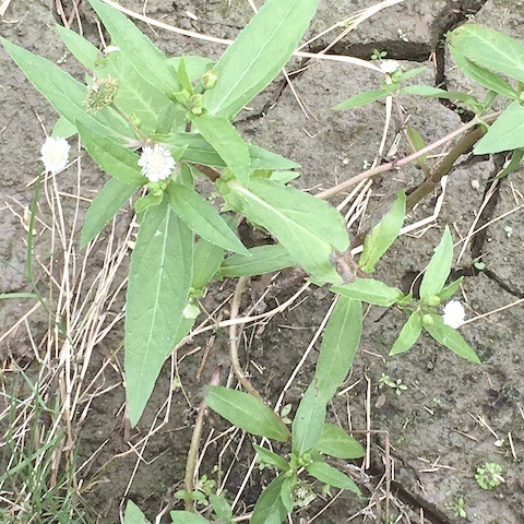 初めて見た草。_d0343297_15431733.jpeg