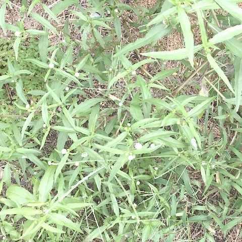 初めて見た草。_d0343297_15461397.jpeg