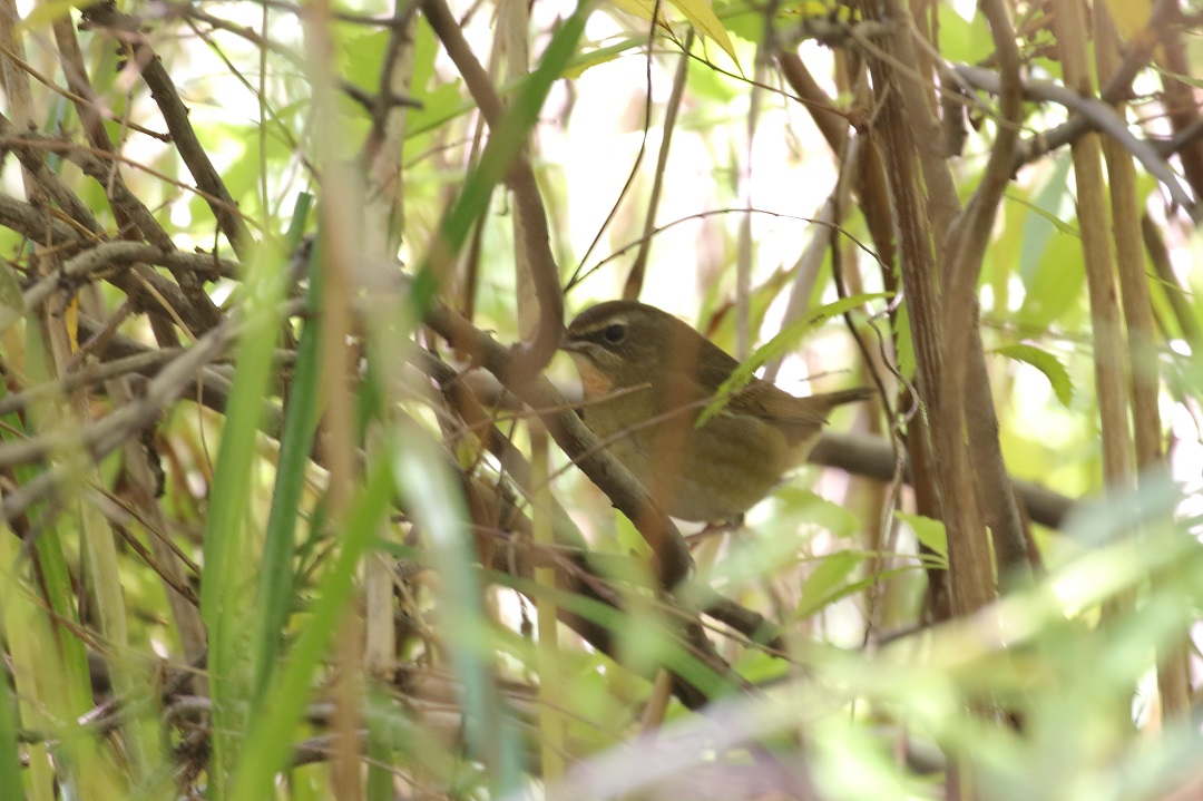 野鳥のおこうが欲しいなぁ・・・・・・・?_c0295707_174854.jpg