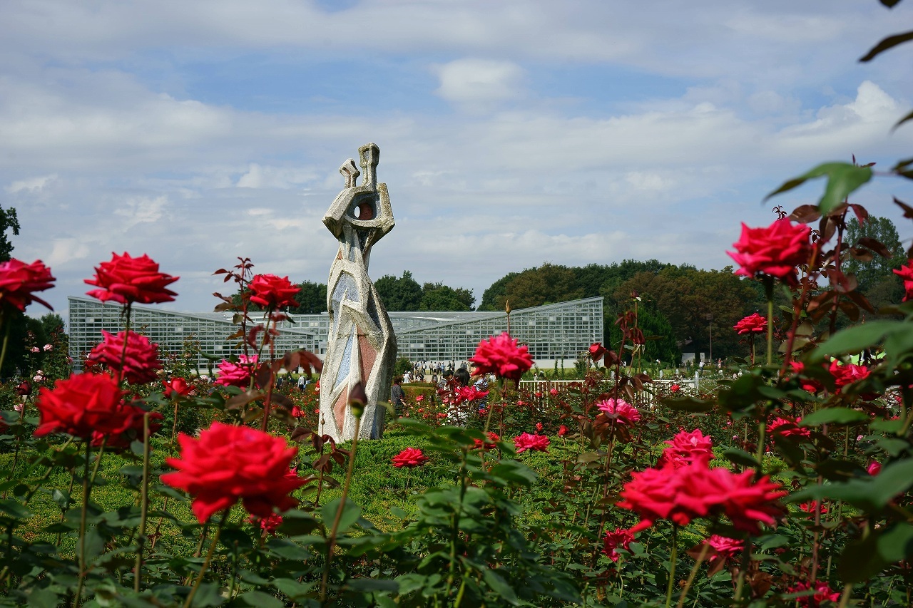 神代植物公園の秋バラフェスタ 柳に雪折れなし 神代植物公園の秋バラフェスタ 柳に雪折れなし
