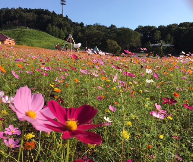 土曜日のコキア_f0101615_1883263.jpg