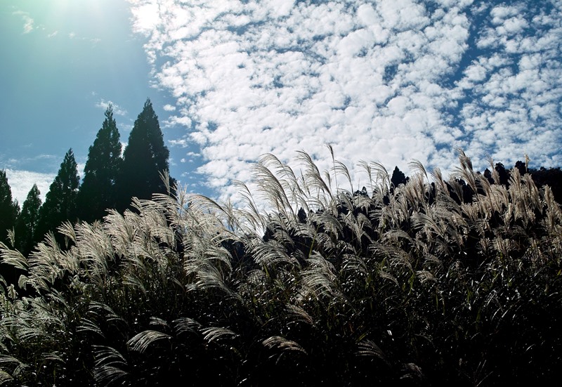 針畑ススキ風景・・☀で10℃の朝　　　朽木小川・気象台より_c0044819_7183676.jpg