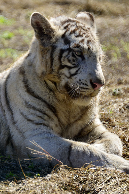 2016.10.16 岩手サファリ―パーク☆ホワイトタイガーのマハロ【White tiger】_f0250322_22201142.jpg