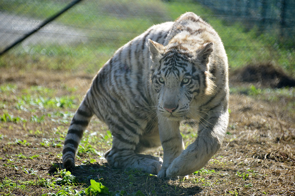 2016.10.16 岩手サファリ―パーク☆ホワイトタイガーのマハロ【White tiger】_f0250322_2220739.jpg