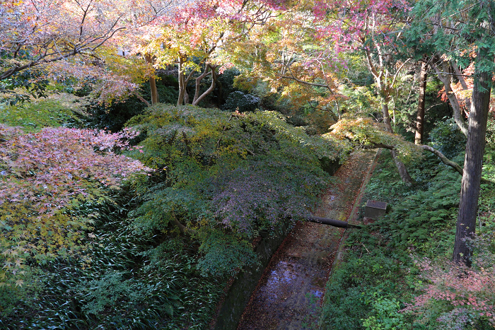 紅葉の東福寺 －龍吟庵－_b0169330_15563159.jpg