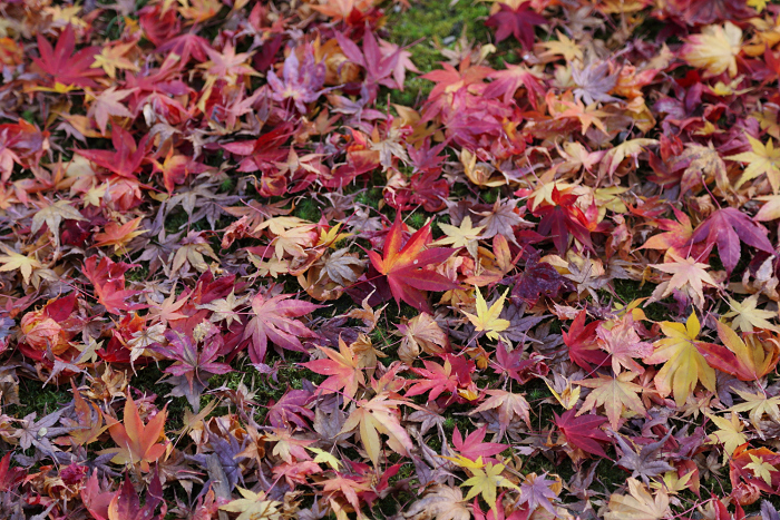 紅葉の東福寺 －龍吟庵－_b0169330_1557099.jpg