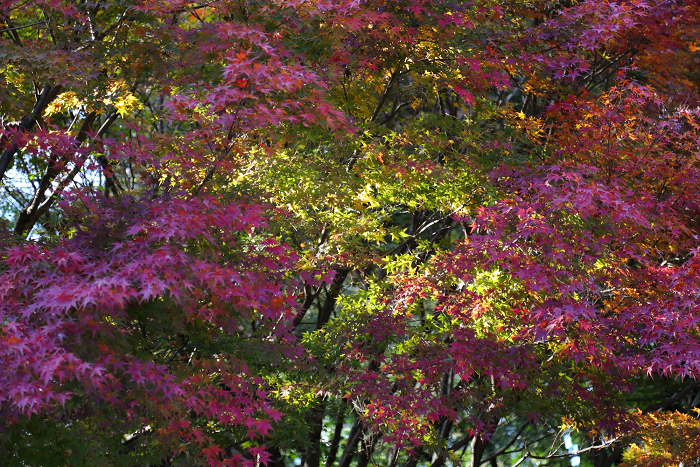 紅葉の東福寺 －龍吟庵－_b0169330_17171134.jpg