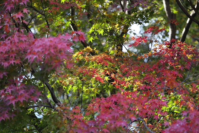 紅葉の東福寺 －龍吟庵－_b0169330_23105836.jpg