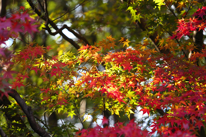 紅葉の東福寺 －龍吟庵－_b0169330_23172175.jpg