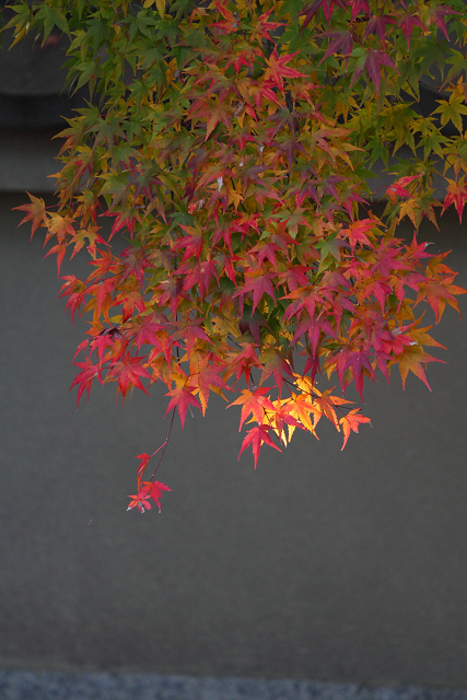 紅葉の東福寺 －龍吟庵－_b0169330_23173152.jpg