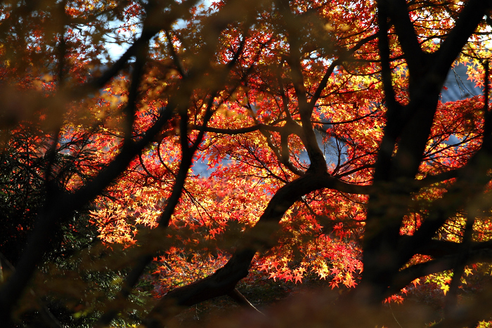 紅葉の東福寺 －龍吟庵－_b0169330_23175425.jpg