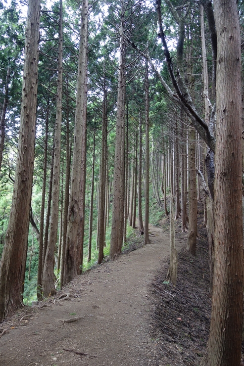 登山靴の慣らしを兼ねて、高尾山に行ってみたつもりが景信山を通り越して陣馬山を目指してる件 その5_a0287336_06467.jpg