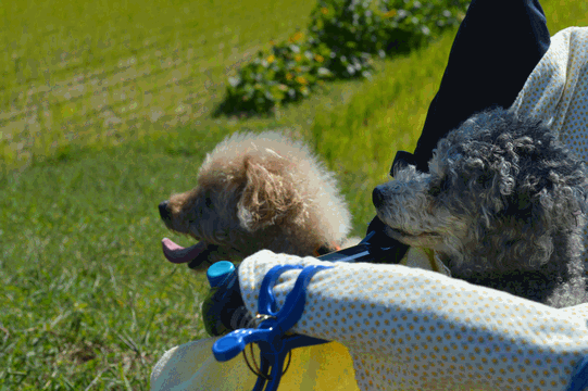 c0136736_18131836.gif