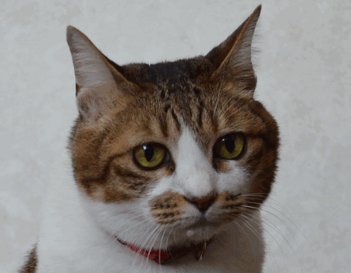 c0136736_18410634.gif