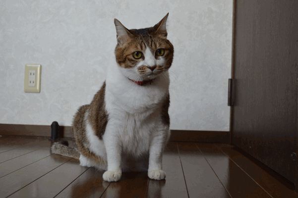 c0136736_18411631.gif