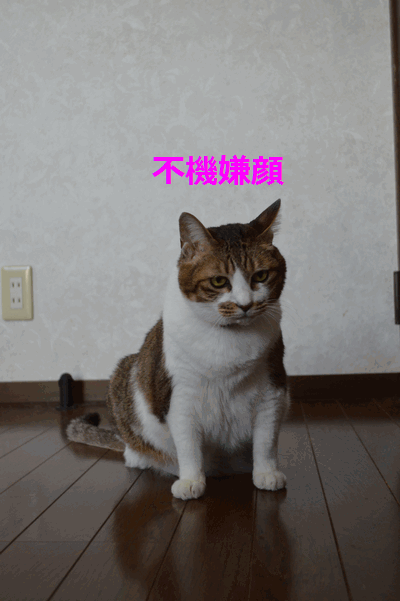 c0136736_18412634.gif