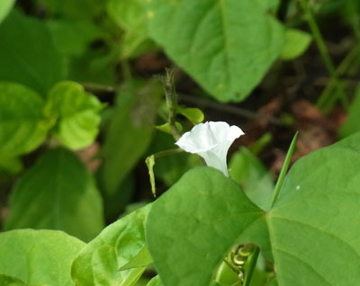 黒目川河畔のベニバナマメアサガオ Small White Morning Glory_f0206939_09320794.jpg