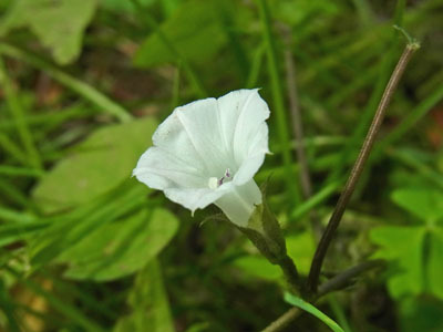 黒目川河畔のベニバナマメアサガオ Small White Morning Glory_f0206939_09322464.jpg