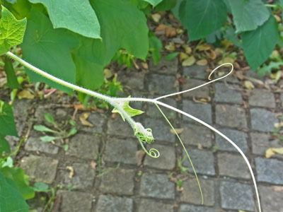 黒目川河畔のベニバナマメアサガオ Small White Morning Glory_f0206939_09330840.jpg