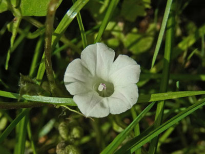 黒目川河畔のベニバナマメアサガオ Small White Morning Glory_f0206939_09332301.jpg