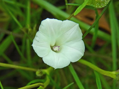 黒目川河畔のベニバナマメアサガオ Small White Morning Glory_f0206939_09341695.jpg