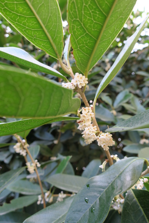e0300042_3502986.jpg