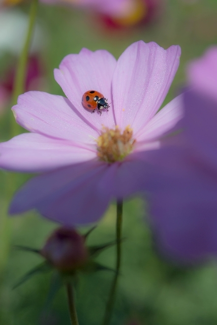 秋桜とテントウムシ_f0158043_20514109.jpg