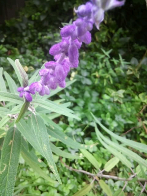 【 庭の花】_b0009849_10501018.jpg