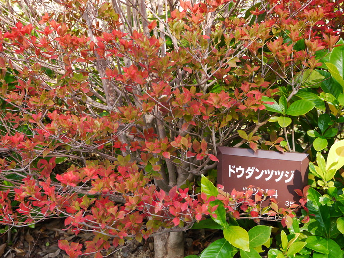 　　ドウダンツツジ_b0093754_22392623.jpg