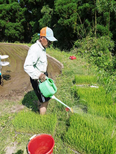 菊池水源棚田米 平成28年度の稲刈りスタート!数量限定販売につきご注文はお急ぎください!_a0254656_18423944.jpg