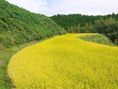 菊池水源棚田米 平成28年度の稲刈りスタート!数量限定販売につきご注文はお急ぎください!_a0254656_18581067.jpg