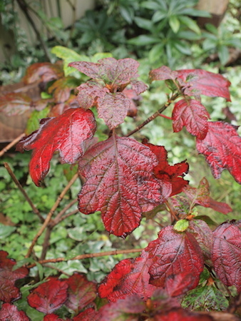 花壇の土改良 植え付けメモ コロニヘーヴ