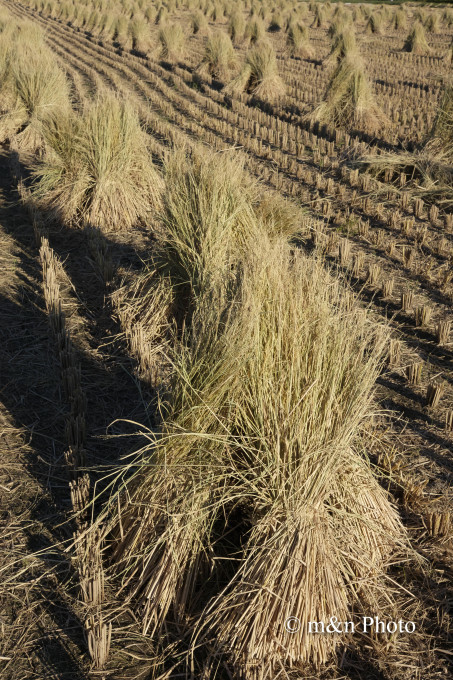 e0321360_23452502.jpg