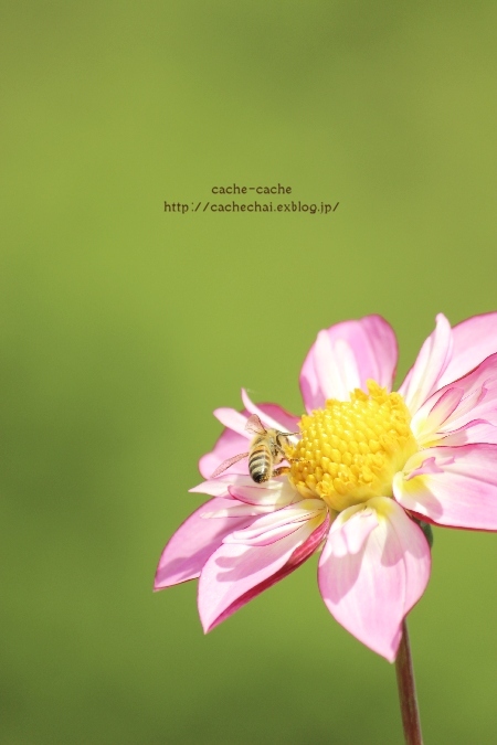 Bee - cache-cache