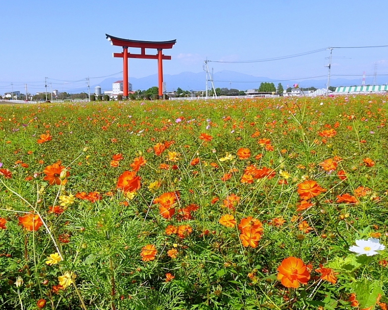 　伊勢崎市「コスモスまつり」のコスモス_c0305565_17582858.jpg