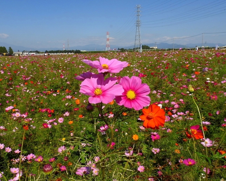 　伊勢崎市「コスモスまつり」のコスモス_c0305565_17584615.jpg