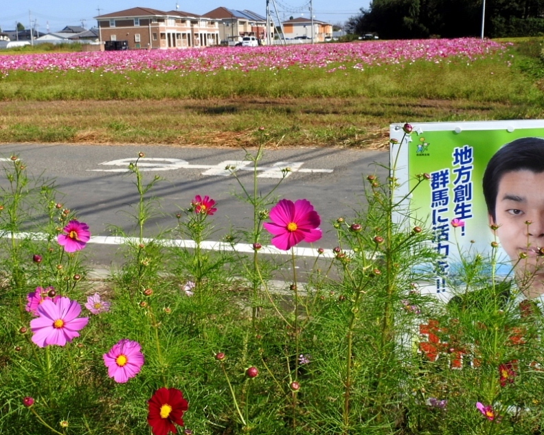 　伊勢崎市「コスモスまつり」のコスモス_c0305565_18000088.jpg