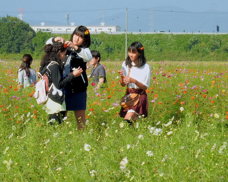 　伊勢崎市「コスモスまつり」のコスモス_c0305565_18012474.jpg