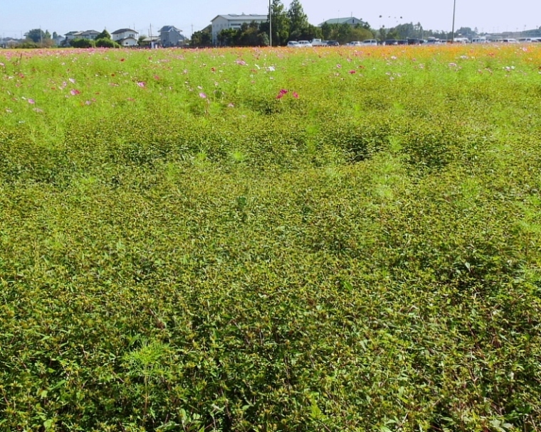 　伊勢崎市「コスモスまつり」のコスモス_c0305565_18014998.jpg