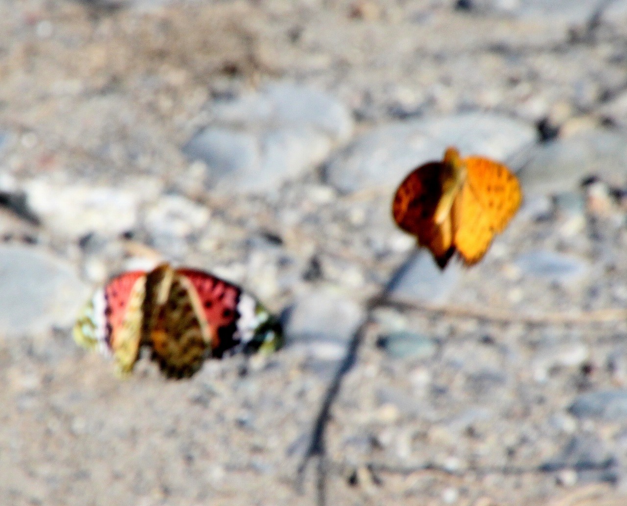 b0320769_16481182.jpg