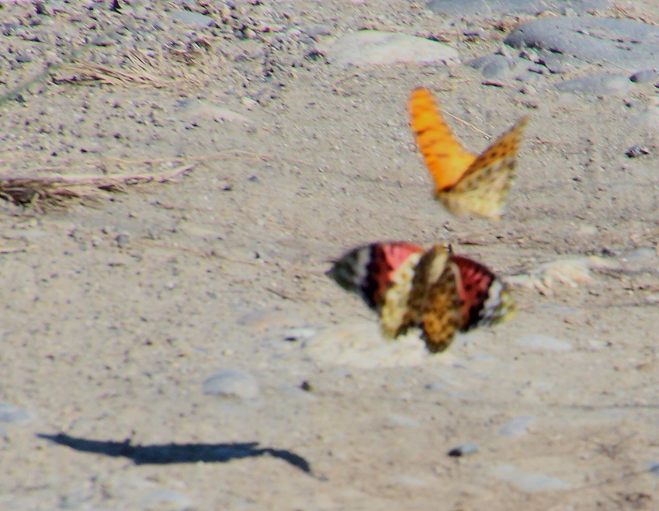 b0320769_16483798.jpg