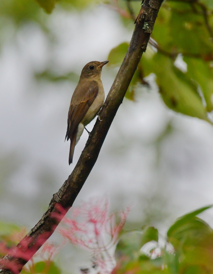 オオルリ幼鳥 雄と雌_f0053272_435729.jpg