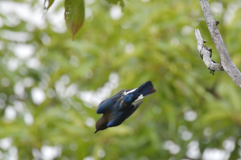 オオルリ幼鳥 雄と雌_f0053272_444639.jpg