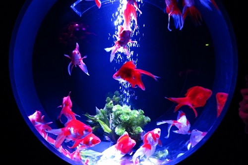 夜の水槽ライトアップ 熱帯魚