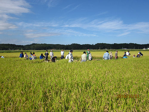 稲刈り体験(目黒角田絆交流田) _d0247484_19511829.jpg