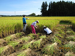 稲刈り体験(目黒角田絆交流田) _d0247484_2064656.jpg