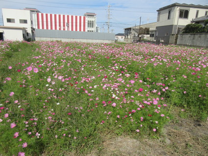 f0053885_1963291.jpg